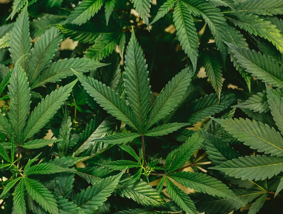 MARIJUANA DRUG CHARGE